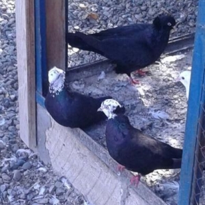 saglam quşlardı toqa satram 25 dənədi