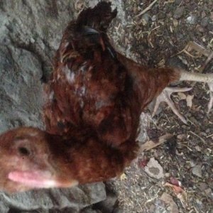 Heyratı Xoruzu ve Feresi satılir