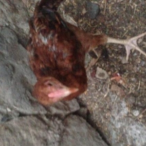 Heyratı Xoruzu ve Feresi satılir