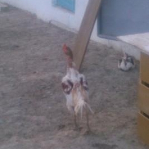 tecılı quş satılır