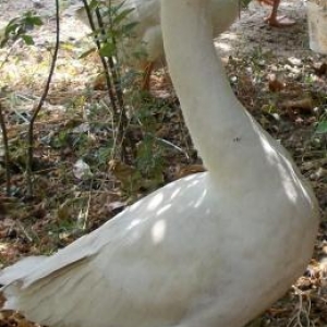 Sağlam Rus qazları