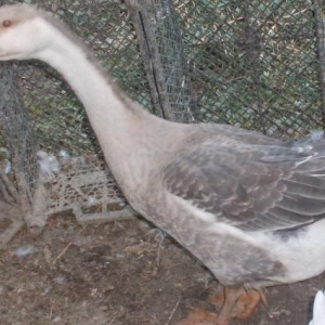 Sağlam Rus qazları