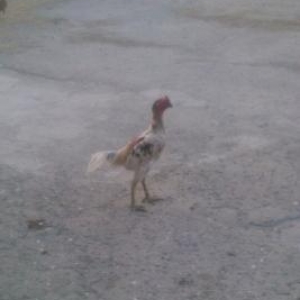 tecılı quş satılır