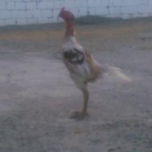 tecılı quş satılır