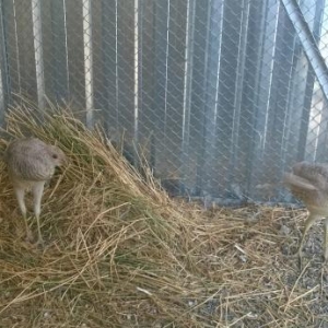 Limon qırqovul satılır