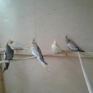 karella hər rəng 8-aydan 1-yaşa qədər var öz