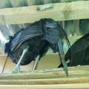 iki eded Sumartda satiram bir xoruz bir fere bew a