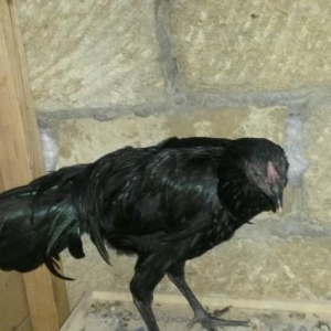 bir cut Sumartda satiram bew ayligdilar temiz qand