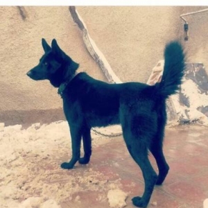 Tecilo satilir..1 yaw 3 ayliq...iyneler her bir we