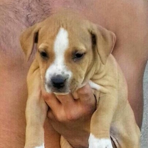 Продаётся чистокровная(джа