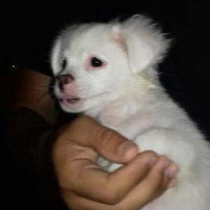 2 aylig temiz karlik pikines erkeydir real alicila