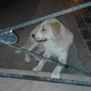 cox aqili itdi.ozum saxlayiram.baqi satiram ona go