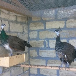 Tovuzquşu satılır