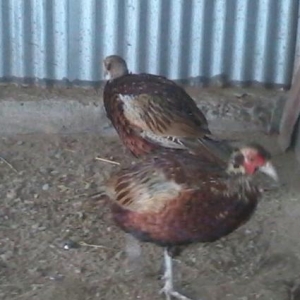 qafqaz rumun qirqovulu satilir