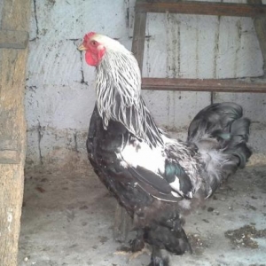 Brama Dark  xoruzu toyuqu yumurtayir