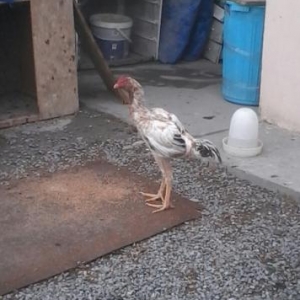 Temi̇z qan heyrati̇ sati̇li̇r