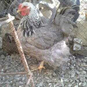 Brama Dark  xoruzu toyuqu yumurtayir