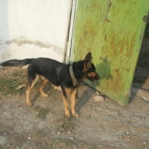 Tecili Avcarka satilir