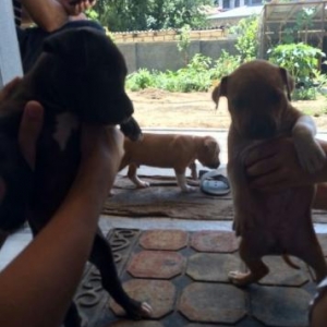 pitbull balalari temiz atasini anasini gore bilers