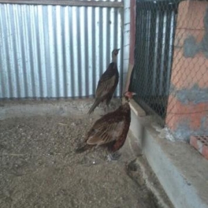 qafqaz rumun qirqovulu satilir