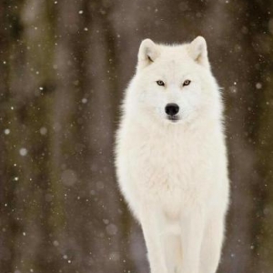 Дрессировка и обучение соб�