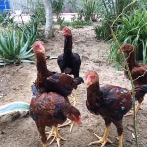 Heyratılar satılır 4 ü beçe 1 fere hamısı öz heyvanımın balalarıdı ter