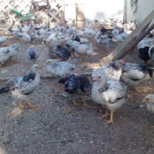 Serebristiy colpalar