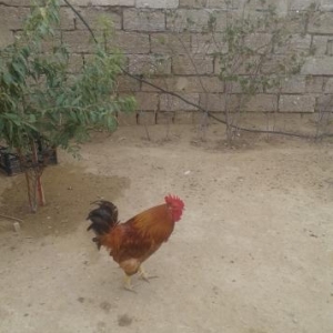 xoruz satilir ve ya barter