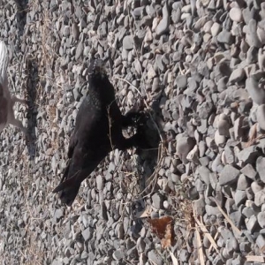 Cil erkey basi cil maya satilir