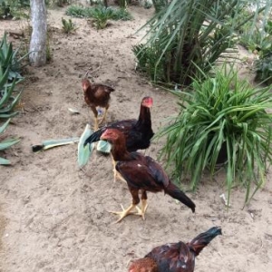 Heyratılar satılır 4 ü beçe 1 fere hamısı öz heyvanımın balalarıdı ter