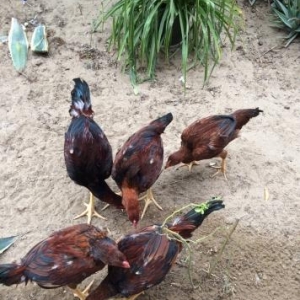 Heyratılar satılır 4 ü beçe 1 fere hamısı öz heyvanımın balalarıdı ter