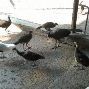 alti yeddi alylid touz qusu balalari satiram