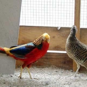 uc illik bir cut qizili qirqovul satirsm