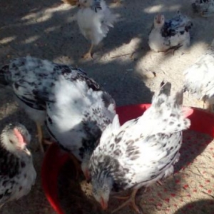 Serebristiy colpalar