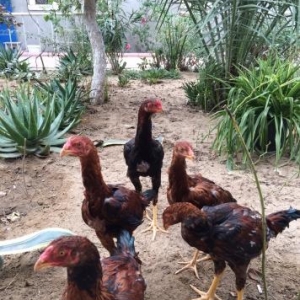 Heyratılar satılır 4 ü beçe 1 fere hamısı öz heyvanımın balalarıdı ter