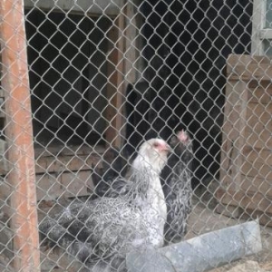 saqqalli brama xoruzlari