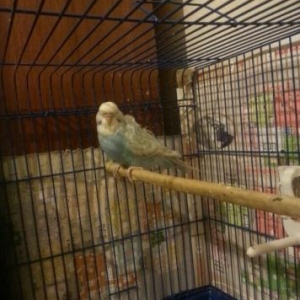 ay yarimliq cex bala.