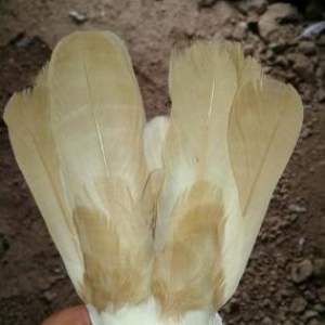 satilir quwlar hamsi tutulmadi ucandilar