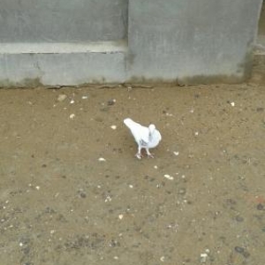 satilir quwlar hamsi tutulmadi ucandilar