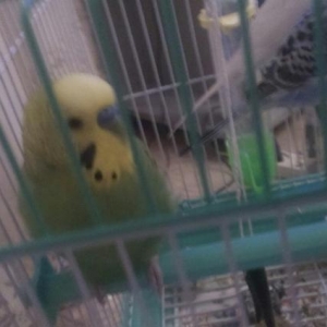 isdeyen şexsler whatsappda yaza ve ya zeng ede bi