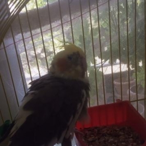 Korilla satiram, baladi. qefesi, su ve yemey qabiy