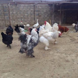 Brama yumurtalari və cücələri