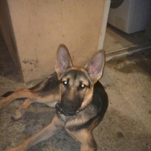 İsdəyən buyurrsun vaxdı vaxdında iynələri 