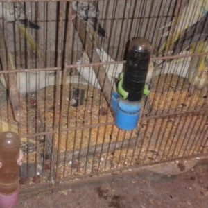 karella ag her rengde hazir cutler ve balalar satilir tecili ve ucuz