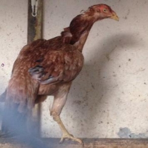 heyrati fere teze qirtdan aliyib