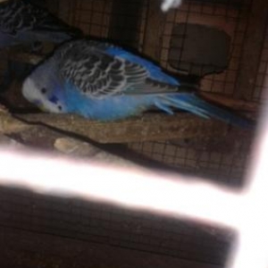 visvivicniy papuqaylar super quwlardi