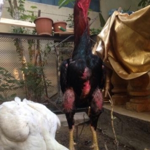 cins heyrati satilir 11ayliq