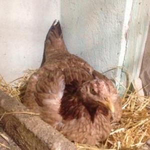 heyrati fere teze qirtdan aliyib