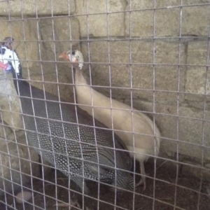 sebzi  hazir cut yumurtaya basdiyib