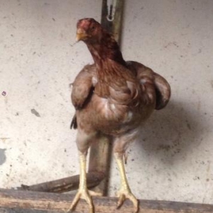 heyrati fere teze qirtdan aliyib